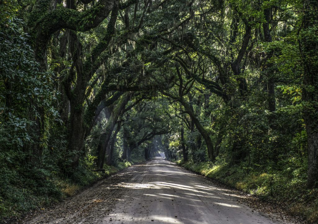 Oak Tree Tunnel Dirt Road to Botany Bay Plantation in Editso Island South Carolina SC near Charleston.